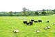 Additional image 6 of Lower End Town Farm, Lampeter Velfrey, Narberth, Pembrokeshire, SA67