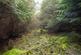 Additional image 3 of Coed Y Glog (over 4 acres), Llanfyllin, Powys SY22