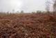Additional image 8 of Haulton Wood (about 2 and three quarter acres), Bronington, Wrexham SY13