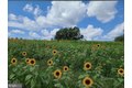 Additional image 124 of 11843 Linden Chapel Rd, Clarksville, MD, 21029