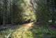 Additional image 3 of Coed Nant Y Beiglo (about 4 and a third acres), Llanfyllin, Powys SY22