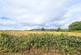 Additional image 37 of Chelmick SY6