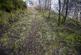 Additional image 2 of Coed Gwy (about 6 and a quarter acres), Llangurig, Powys SY18