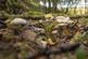 Additional image 7 of Coed Y Glog (over 4 acres), Llanfyllin, Powys SY22