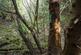 Additional image 8 of Coed Y Glog (over 4 acres), Llanfyllin, Powys SY22