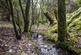 Additional image 13 of Coed Nant Y Beiglo (about 4 and a third acres), Llanfyllin, Powys SY22