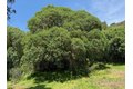 Additional image 24 of 7175 Redwood Retreat Rd, Gilroy, CA, 95020