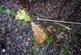 Additional image 3 of Haulton Wood (about 2 and three quarter acres), Bronington, Wrexham SY13