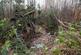 Additional image 4 of Haulton Wood (about 2 and three quarter acres), Bronington, Wrexham SY13