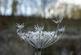 Additional image 16 of Coed Y Mwyn (just under 13 acres), Rhydymwyn, Mold, Flintshire CH7