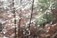 Additional image 13 of Haulton Wood (about 2 and three quarter acres), Bronington, Wrexham SY13
