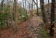 Additional image 13 of Coed Y Mwyn (just under 13 acres), Rhydymwyn, Mold, Flintshire CH7