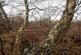 Additional image 11 of Haulton Wood (about 2 and three quarter acres), Bronington, Wrexham SY13