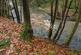 Additional image 14 of Coed Y Mwyn (just under 13 acres), Rhydymwyn, Mold, Flintshire CH7