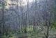Additional image 4 of Coed Gwy (about 6 and a quarter acres), Llangurig, Powys SY18