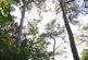 Additional image 10 of Coed Castell (Castle Wood) (3 and a quarter acres), Mochdre, Colwyn Bay, Conwy LL28