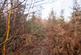 Additional image 10 of Haulton Wood (about 2 and three quarter acres), Bronington, Wrexham SY13