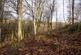 Additional image 19 of Coed Y Mwyn (just under 13 acres), Rhydymwyn, Mold, Flintshire CH7