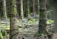 Additional image 11 of Coed Nant Y Beiglo (about 4 and a third acres), Llanfyllin, Powys SY22