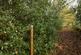 Additional image 12 of Haulton Wood (about 2 and three quarter acres), Bronington, Wrexham SY13