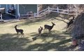 Additional image 48 of 5180 Lone Pine Cyn, Wrightwood, CA, 92397