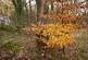 Additional image 7 of Coed Y Mwyn (just under 13 acres), Rhydymwyn, Mold, Flintshire CH7