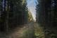 Additional image 8 of Coed Nant Y Beiglo (about 4 and a third acres), Llanfyllin, Powys SY22