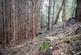 Additional image 6 of Coed Y Glog (over 4 acres), Llanfyllin, Powys SY22