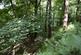 Additional image 11 of Coed Euryn (2 and three quarter acres), Mochdre, Colwyn Bay, Conwy LL28