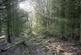 Additional image 10 of Coed Nant Y Beiglo (about 4 and a third acres), Llanfyllin, Powys SY22