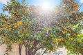Additional image 44 of 1442 W G St, Wilmington, CA, 90744