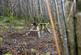 Additional image 10 of Coed Gwy (about 6 and a quarter acres), Llangurig, Powys SY18