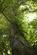 Additional image 9 of Coed Castell (Castle Wood) (3 and a quarter acres), Mochdre, Colwyn Bay, Conwy LL28