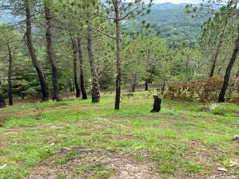 Mukteshwar, Nainital photo 2