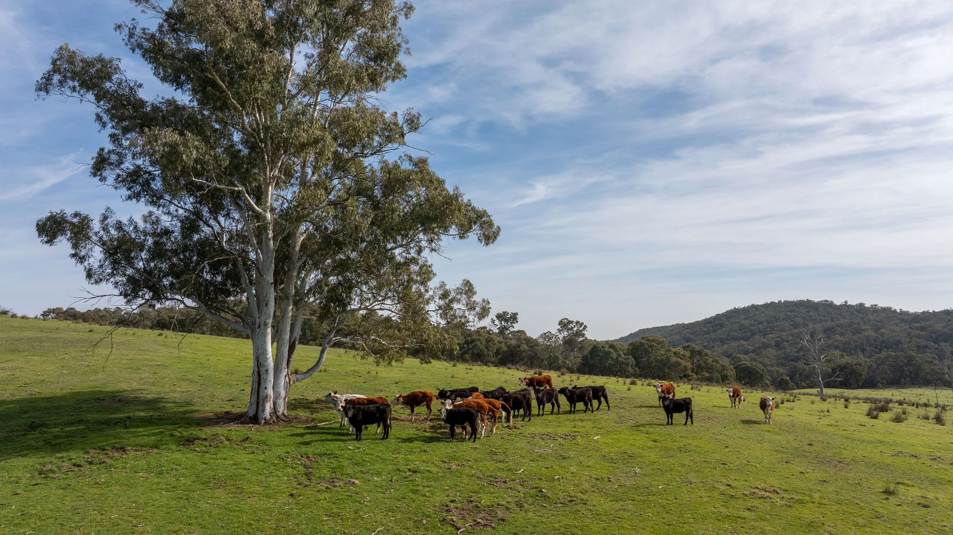 528 Gundowda Road, Mudgee NSW 2850