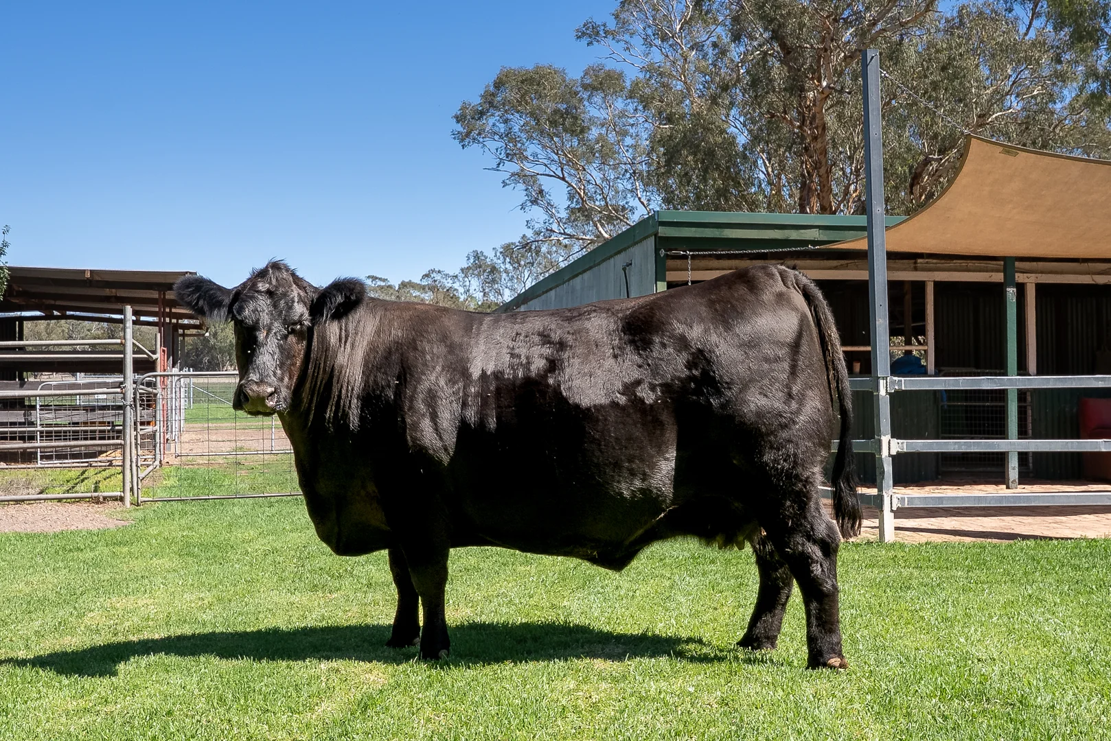 Additional image 21 of 7963 Mitchell Highway, Wellington NSW 2820