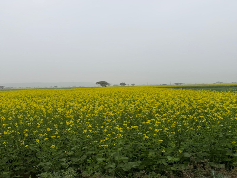 Naugaon, Alwar