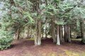 Additional image 29 of 202 W Emerald Forest Ln, Sequim, WA, 98382