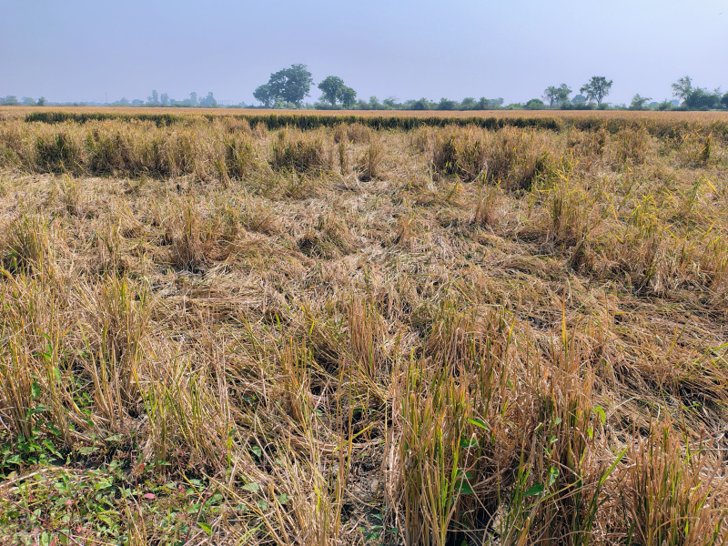 Jetalpur, Ahmedabad