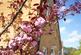 Additional image 13 of Thistle Way, Red Lodge, Bury St. Edmunds, Suffolk, IP28