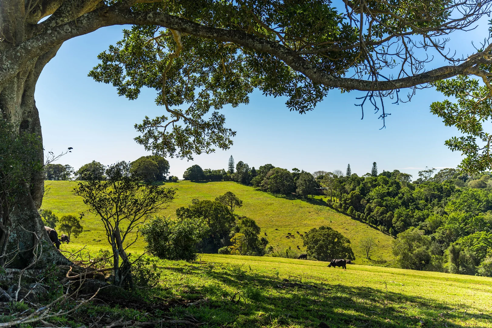 Additional image 7 of 369 Coolamon Scenic Drive, Coorabell NSW 2479