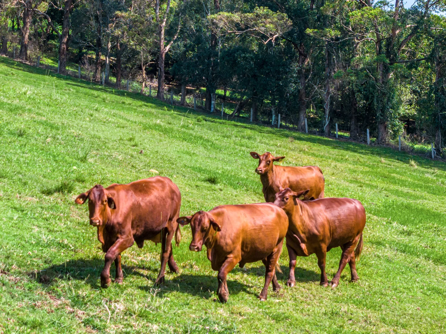 Additional image 21 of 362 Coorabell Road, Coorabell NSW 2479