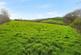 Additional image 3 of Trewidland, Cornwall PL14
