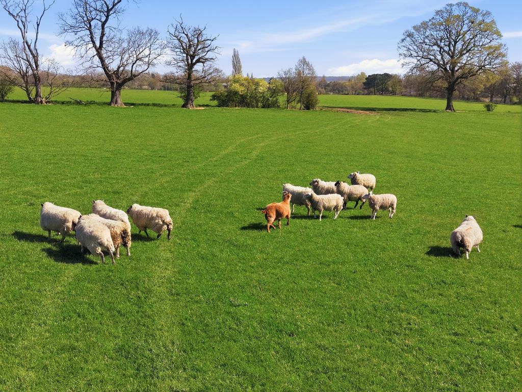 Additional image 23 of Land for saleRays Farm Lane, Ingatestone CM4