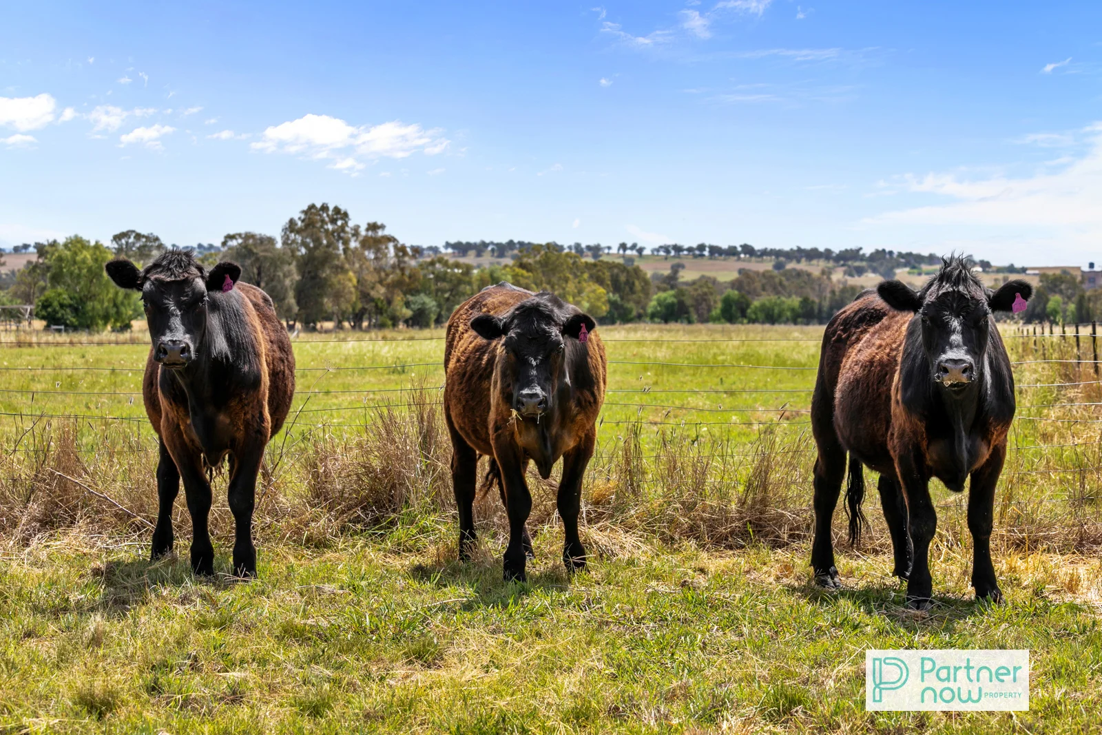 Additional image 17 of 263 Meldorn Lane, Tamworth NSW 2340