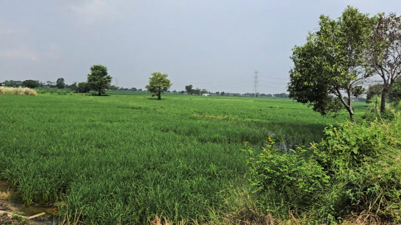 Issapur, Delhi
