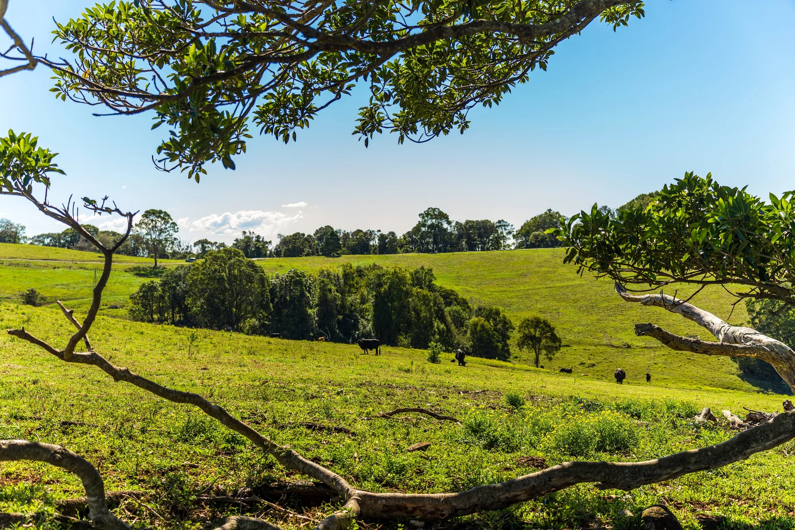 Additional image 16 of 369 Coolamon Scenic Drive, Coorabell NSW 2479
