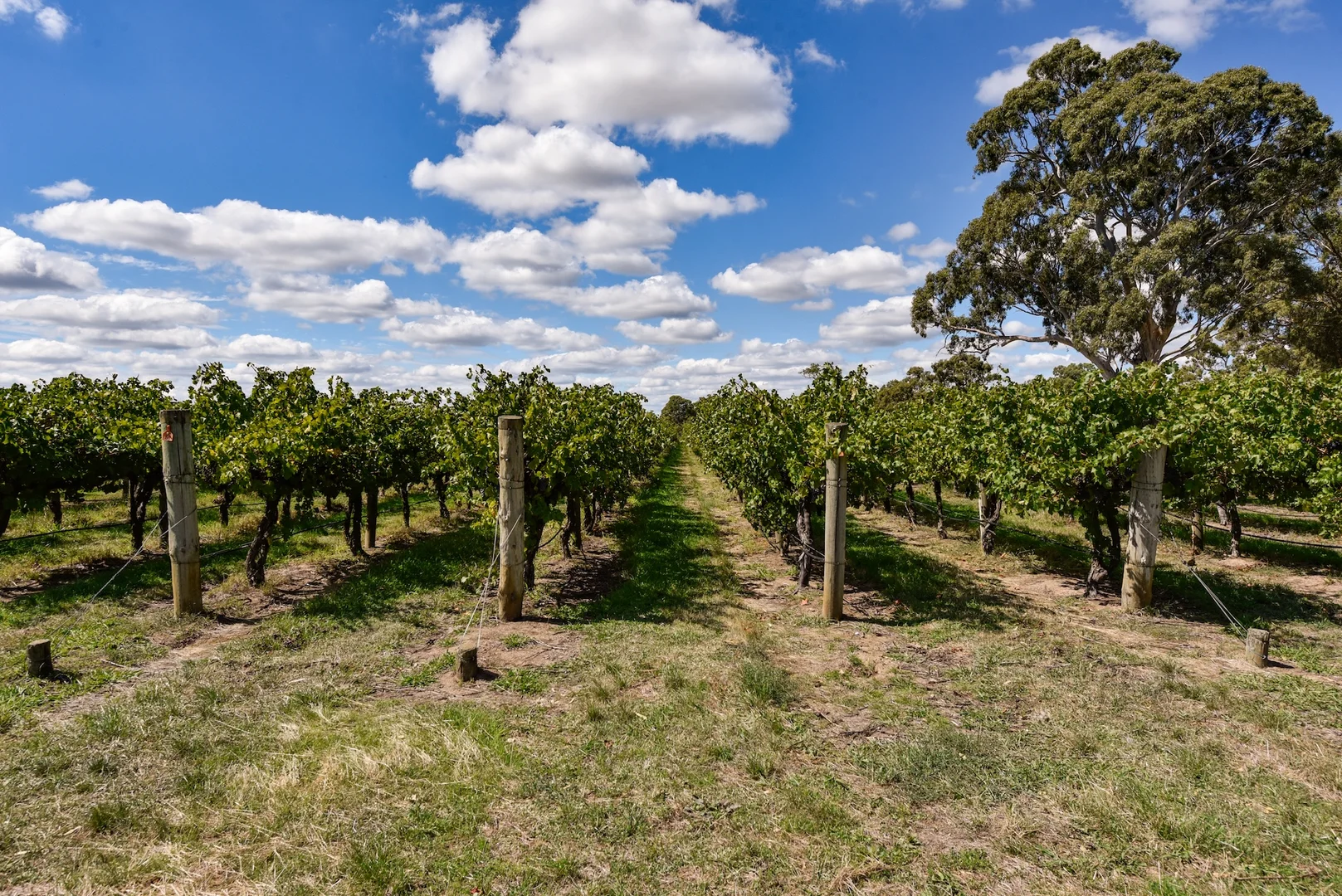 Additional image 26 of V&A Lane, Coonawarra SA 5263