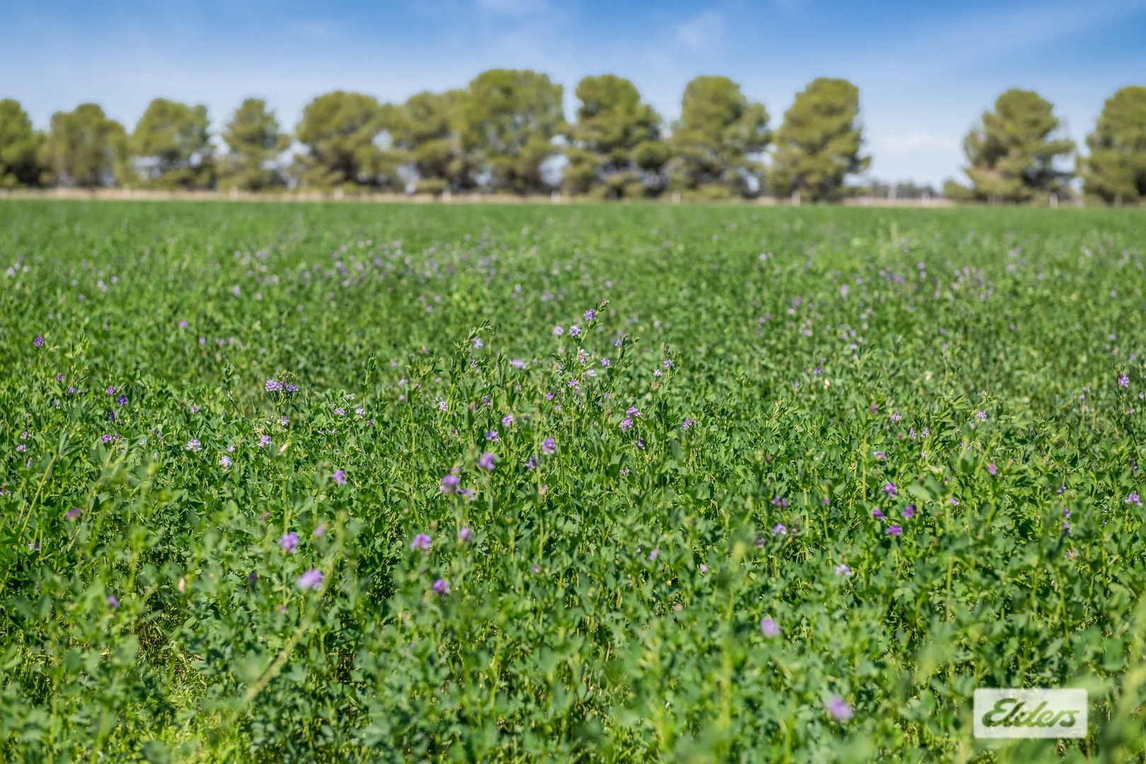 Additional image 21 of 255 Rothackers Road, Serpentine VIC 3517