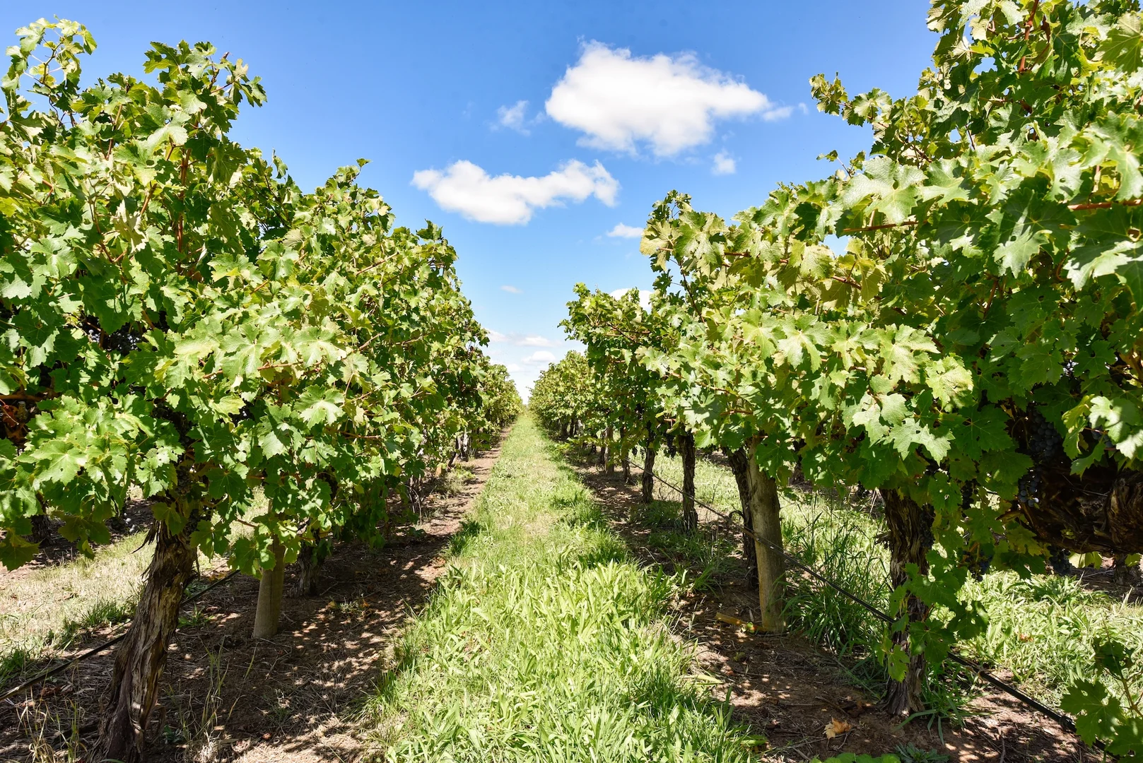 Additional image 18 of V&A Lane, Coonawarra SA 5263
